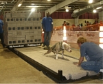 American Bulldog Club